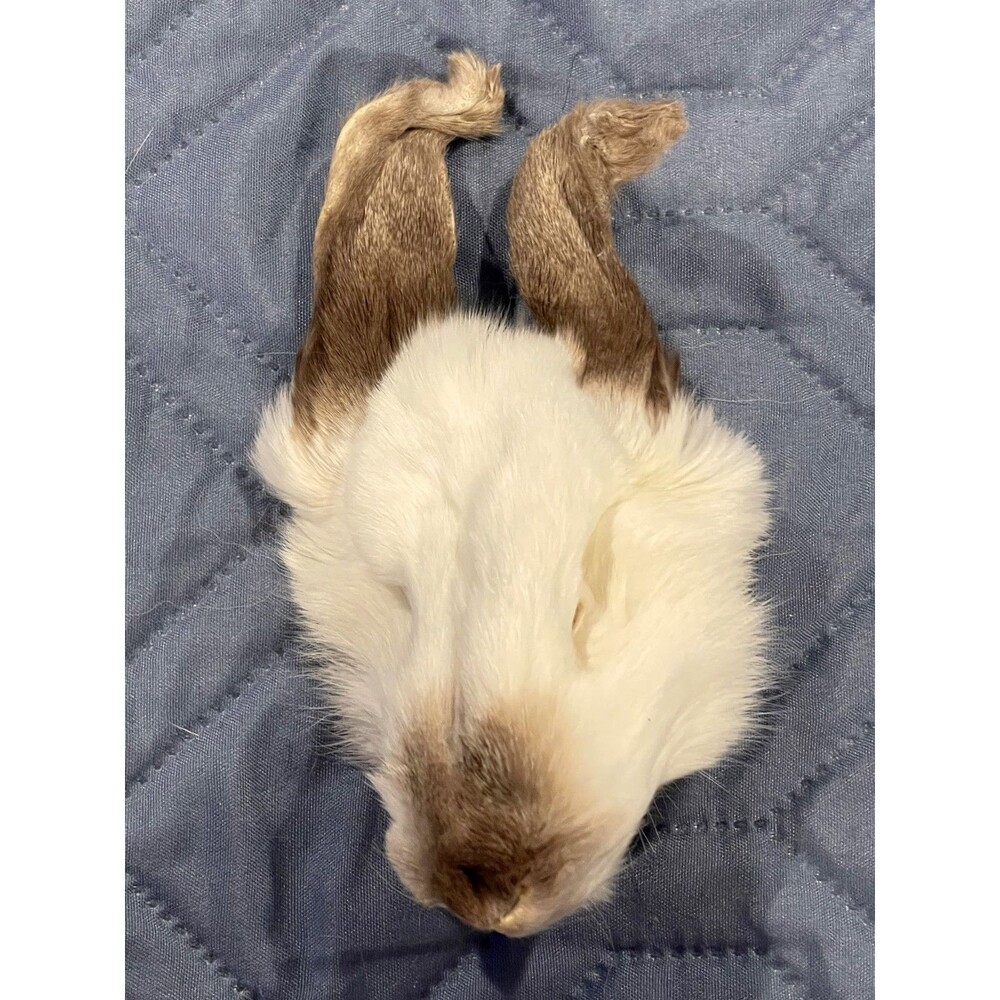 Genuine Rabbit Face Pelt White Brown Real Fur Taxidermy Oddities Curios Craft